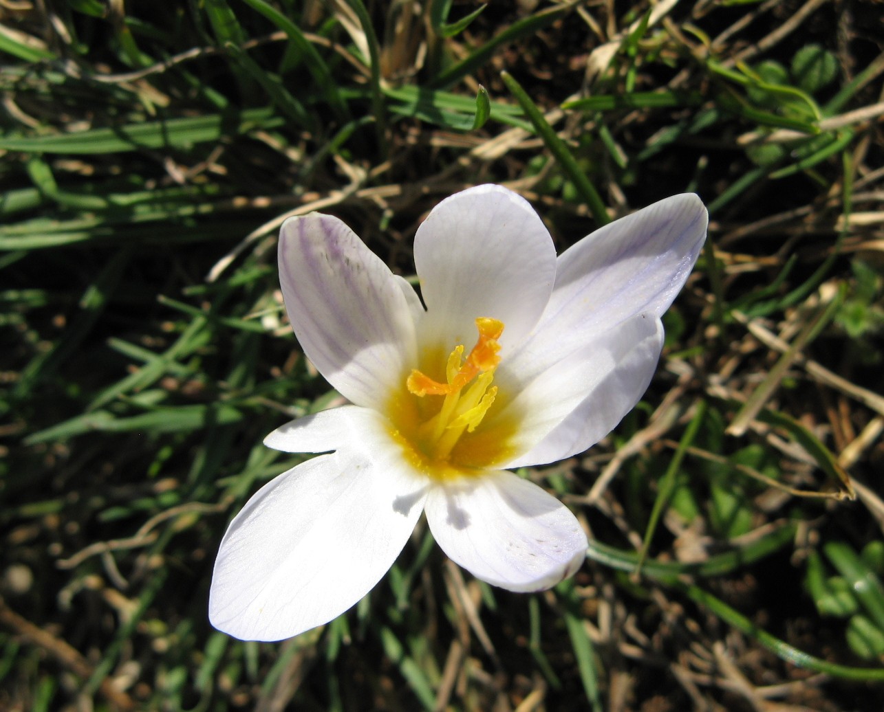 Crocus biflorus / Zafferano selvatico